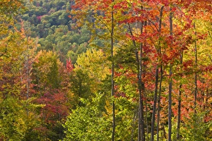 Grafton Prints: Fall in a forest in Grafton, New Hampshire