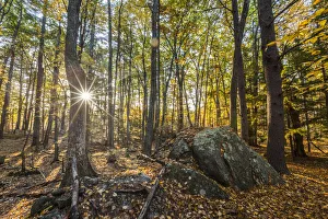 New Hampshire Prints: Fall in the forest along the Sweet Trail in Durham, New Hampshire
