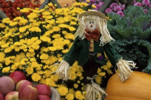 Fall Garden display: Apples in wooden bowl, pumpkins, ornamental kale, scarecrow