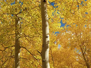 Hiking Trail Prints: Fall leaf on the 10k Trailhead, Sandia mountains, New Mexico