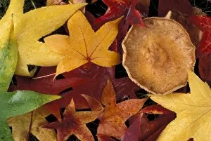 Images Dated 25th February 2004: Fall leaves and