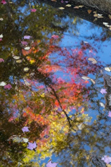 New Hampshire Prints: Fall leaves in Basin Cascade, New Hampshire