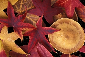 Fungi Gallery: Fall leaves and mushroom