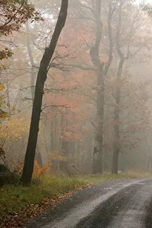 Images Dated 7th October 2006: Fall leaves on road at Mountain Lake, Wilderness Conservancy, Piedmont, Virginia