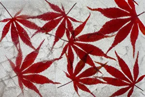 Dennis Kirkland Prints: Fall maple leaves in ice