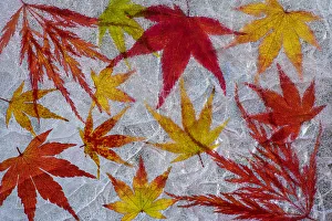 Fall maple leaves in ice
