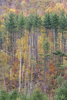 Images Dated 11th August 2015: Fall in New Hampshires White Mountains USA
