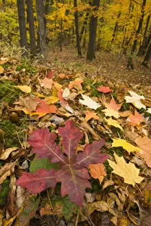 Fall in an oak-hickory forest on Mount Tom in Holyoke, Massachusetts. Mount Tom