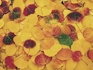 Steve Mohlenkamp Prints: fallen Aspen leaves carpet the ground in the Colorado Rocky Mountains