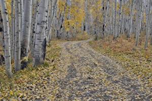 Roadway Prints: Fallen Aspen Leaves in Fall Keebler Pass, Colorado on Dirt Road