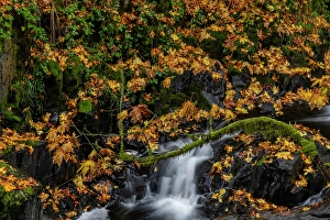 Prints of Fallen autumn leaves along Cedar Creek in Woodland, Washington State, USA Images Dated 2024 April: Fallen autumn leaves along Cedar Creek in Woodland, Washington State, USA