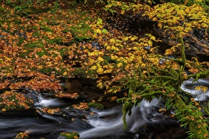 Prints of Fallen autumn leaves along Cedar Creek in Woodland, Washington State, USA Images Dated 2024 April: Fallen autumn leaves along Cedar Creek in Woodland, Washington State, USA