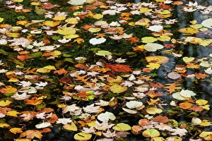 Images Dated 19th January 2024: Fallen autumn leaves floating on small pond, Kentucky