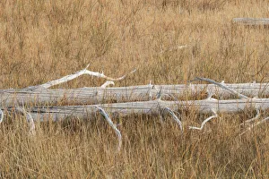 Fallen Prints: Fallen calcified trees near Grand Prismatic spring, Yellowstone National Park, Wyoming