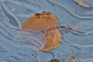 Images Dated 7th September 2024: Fallen cottonwood leaf frozen in puddle of ice