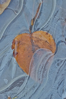 Cascade Mountain Prints: Fallen cottonwood leaf frozen in puddle of ice