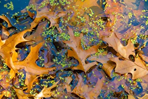 Images Dated 2nd July 2018: Fallen Fall foliage in pond among aquatic plants
