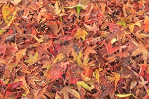Fallen Prints: Fallen frosty Fall colored Maple Leaves, morning, Mill Creek, WA, USA