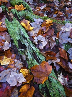 Forest Floor Prints: Fallen leaves and lichen log, Acadia National Park, Maine