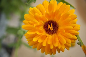 Center Prints: Fallen petals land in the center of this Marigold