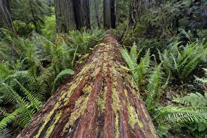 Fallen Prints: Fallen Redwood tree and ferns. Redwood National Park, California