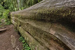 Fallen Prints: Fallen redwood tree. Redwood National Park, California