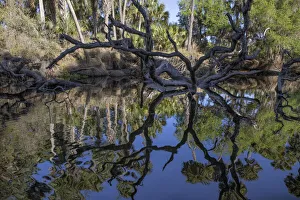 Econlockhatchee River Prints: Fallen tree reflected on the Econlockhatchee River
