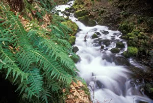 Images Dated 28th February 2006: Falls and ferns along Wahkeena Creek in the Columbia River Gorge National Scenic Area