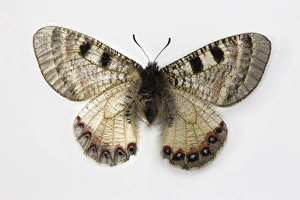 Bottom Prints: The False Apollo Butterfly, Archon apollinus, comparing the top wing and bottome wing