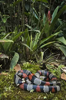 False Coral / Milk Snake (Lampropeltis triangulum micropholis) Andes, ECUADOR