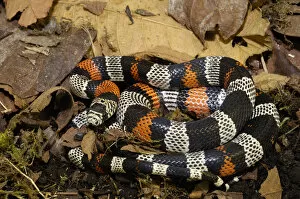 Images Dated 31st March 2007: False Coral Snake (Lampropeltis triangulum) Andes, ECUADOR. South America
