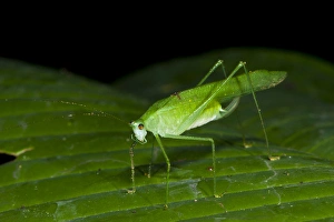 Katydid Prints: False Leaf Katydid. Yasuni National Park, Amazon Rainforest ECUADOR. South America