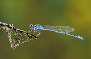 Insecta Prints: Familiar Bluet, Enallagma civile, male with dew, Willacy County, Rio Grande Valley