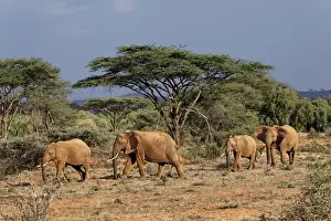 Images Dated 8th September 2011: Family of Africa elephants, Samburu National Game Reserve, Kenya; Africa