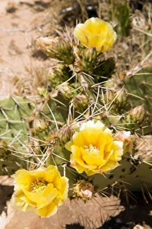 Images Dated 29th May 2007: family - Cactaceae, Canyons of the Ancients