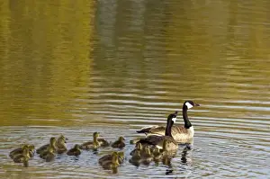 Mission Valley Prints: Family of Canada Geese in pond at Ninepipe WMA in the Mission Valley of Montana