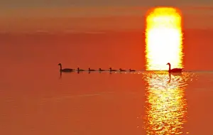 Sun Rise Prints: Family of Canada geese silhouetted by rising sun reflection in Medicine Lake National