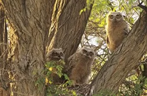Family of Great Horned Owlets (Bubo virginianus) nest in a Cottonwood Tree. These