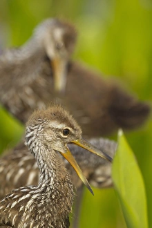 Yawning Prints: A family of Limpkin chicks, Aramus guarana, Viera wetlands, Florida