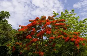 Plaque Prints: Famous gravesite and red tree of Alberto del Gado Gado a successful spy for Cuba