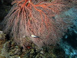 Images Dated 29th January 2008: Fan Coral, Agincourt Reef, Great Barrier Reef, North Queensland, Australia