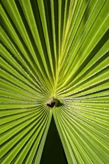 Fan Palm Prints: Fan palm, USA