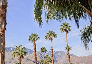 Fan Palms Trees Palm Springs California washingtonia filifera