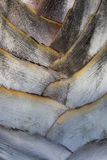 Maui Prints: Fan detail of travelers palm tree, Maui, Hawaii