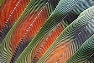 Fanned Out Prints: Fanned out Lovebird Tail Feathers