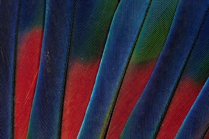 Fanned out Tail Feathers of the Blue headed Pionus