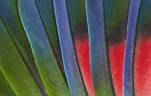 Images Dated 14th March 2010: Fanned out Tail Feathers of the Blue headed Pionus