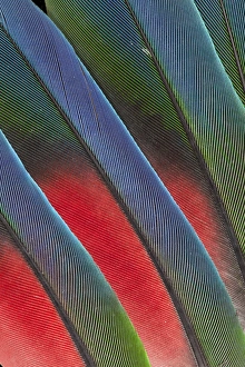 Images Dated 14th March 2010: Fanned out Tail Feathers of the Blue headed Pionus