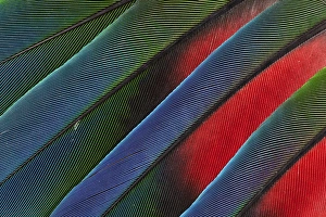 Fanned out Tail Feathers of the Blue headed Pionus