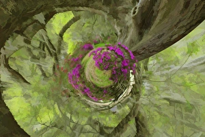 Images Dated 29th March 2007: Fantasy forest from above Live Oak trees above azaleas in bloom, Magnolia Plantation